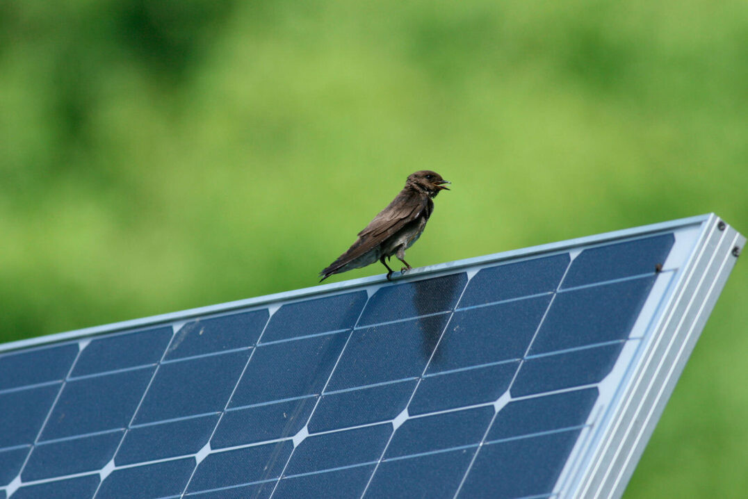 Vogel zonnepanelen